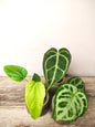 Tris di Anthurium