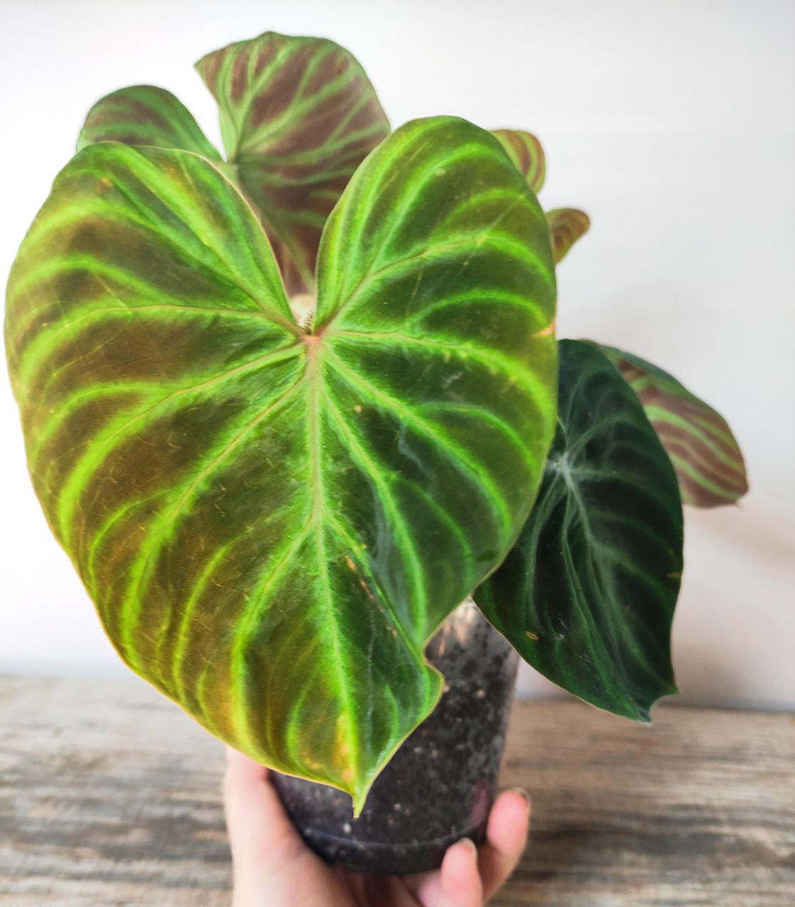 Philodendron Verrucosum – Pianta Esotica e Raffinata