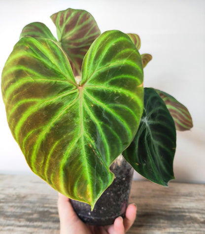 Philodendron Verrucosum – Pianta Esotica e Raffinata