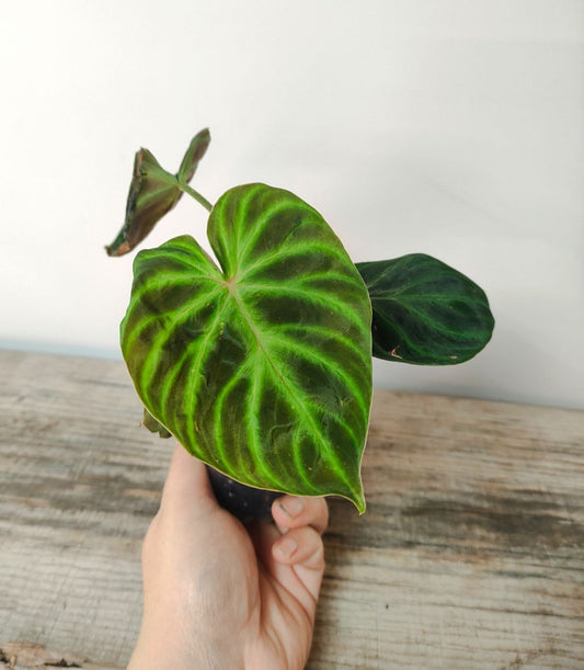 Philodendron Verrucosum – Pianta Esotica e Raffinata