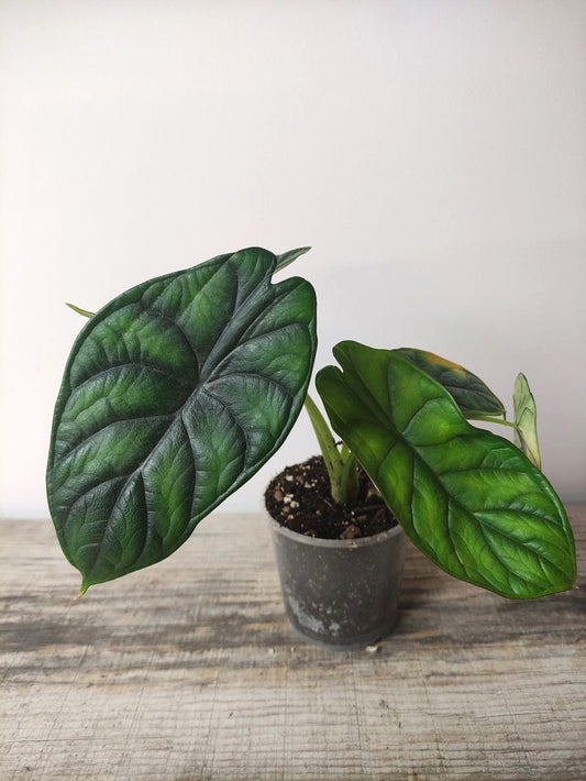 Alocasia Green Dragon – Baby Plant Elegante e Selvaggia