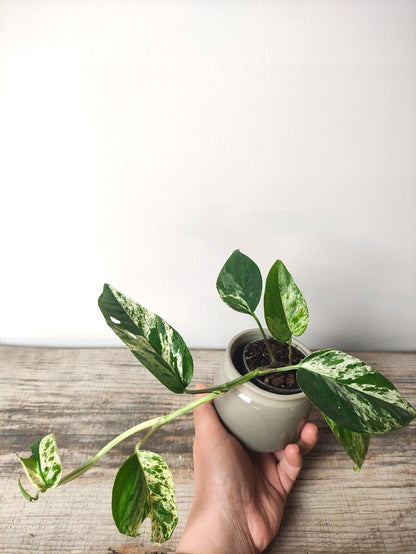 Epipremnum Marble King – Baby Plant Raffinata e Variegata