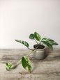 Epipremnum Marble King – Baby Plant Raffinata e Variegata
