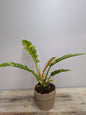 Philodendron Ring of Fire – Variegatura Unica Spettacolare | Aracearium