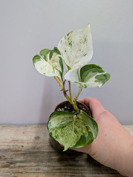 Epipremnum Manjula – Variegature Bianche e Crema Ipnotiche