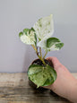 Epipremnum Manjula – Variegature Bianche e Crema Ipnotiche