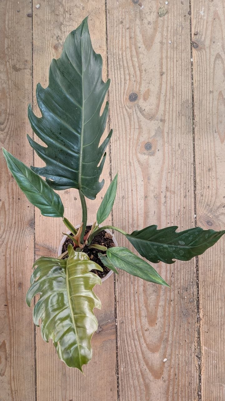 Philodendron Choco Empress – Foglie vellutate e regali