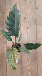 Philodendron Choco Empress – Foglie vellutate e regali