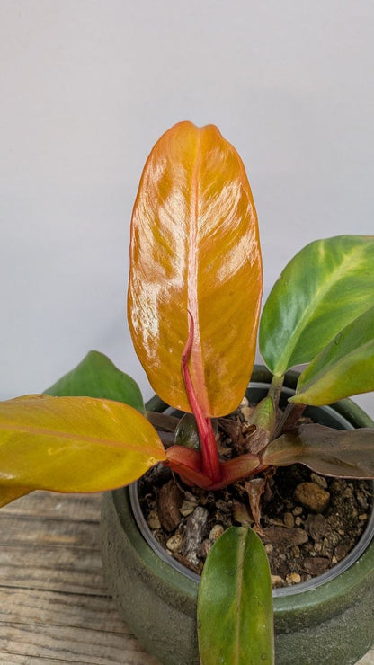Philodendron Prince of Orange – Foglie Cangianti Fascino | Aracearium
