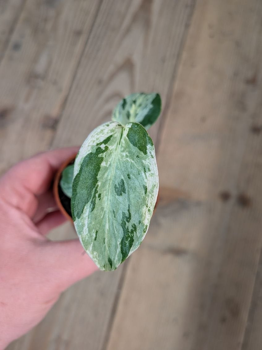 Monstera Deliciosa Bulbasaur – Baby Plant Variegata Preziosa
