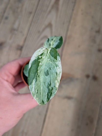 Monstera Deliciosa Bulbasaur – Baby Plant Variegata Preziosa
