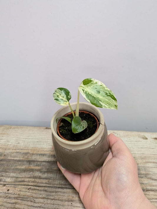 Monstera Deliciosa Bulbasaur – Baby Plant Variegata Preziosa