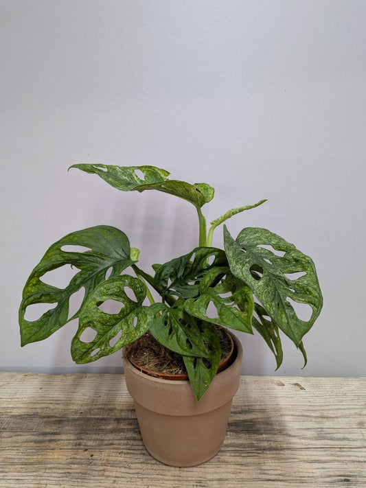 Monstera Adansonii “Mint” – Fenestrazioni e Variegature Verde Mint