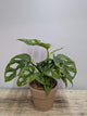 Monstera Adansonii “Mint” – Fenestrazioni e Variegature Verde Mint