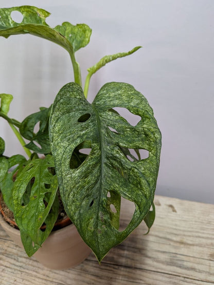 Monstera Adansonii “Mint” – Fenestrazioni e Variegature Verde Mint