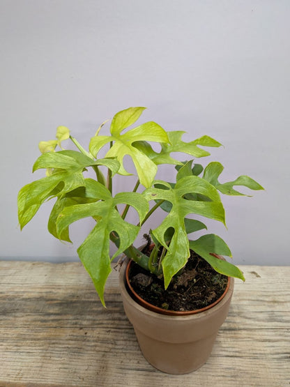 Rhaphidophora Tetrasperma “Goldrush” – Foglie Lobate Giallo Lime
