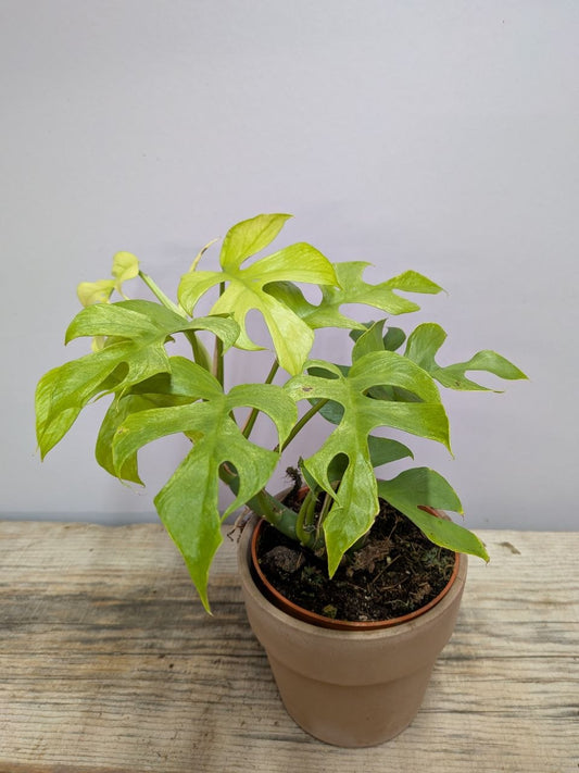 Rhaphidophora Tetrasperma “Goldrush” – Foglie Lobate Giallo Lime