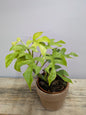 Rhaphidophora Tetrasperma “Goldrush” – Foglie Lobate Giallo Lime