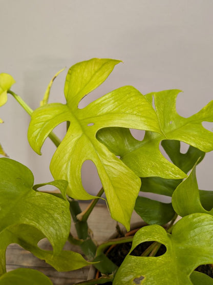Rhaphidophora Tetrasperma “Goldrush” – Foglie Lobate Giallo Lime