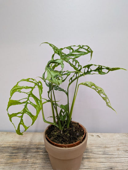 Monstera Obliqua Perù – Pianta Rara e Sinuosa | Aracearium