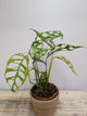 Monstera Obliqua Perù – Pianta Rara e Sinuosa | Aracearium