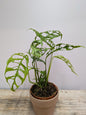 Monstera Obliqua Perù – Pianta Rara e Sinuosa | Aracearium