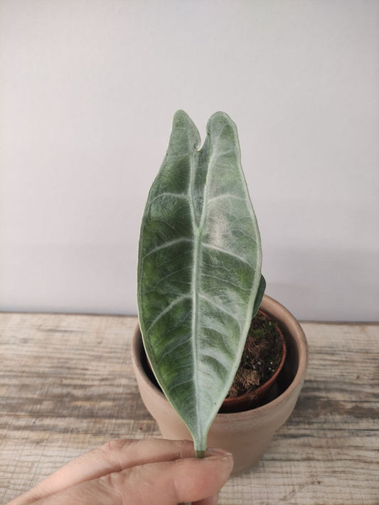 Alocasia longiloba ‘Silver’ – Eleganza tropicale in casa