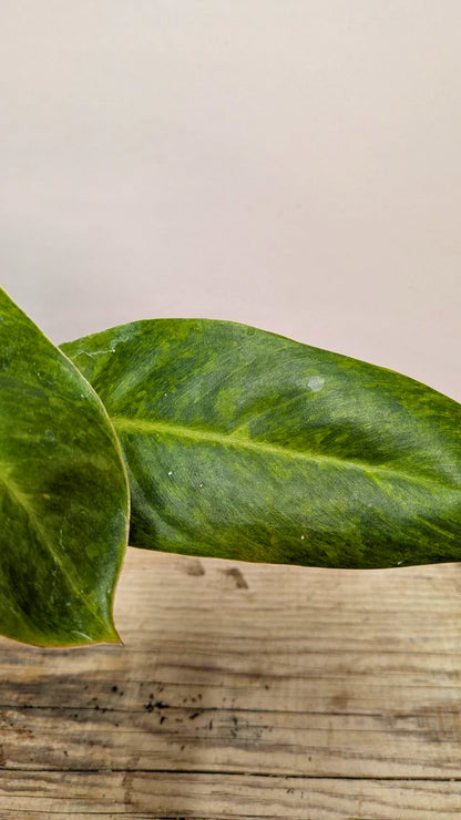 Philodendron Orange Marmalade 1 - Adozione Speciale