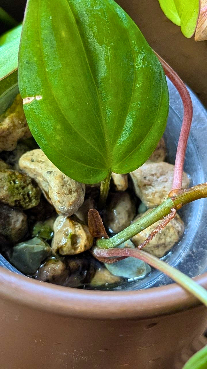 Philodendron micans | Idrocoltura – Esemplare 02
