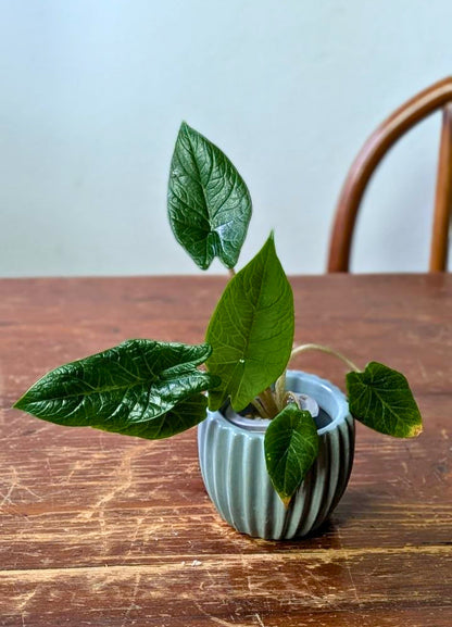 Alocasia scalprum | Pianta adattata all'idrocoltura