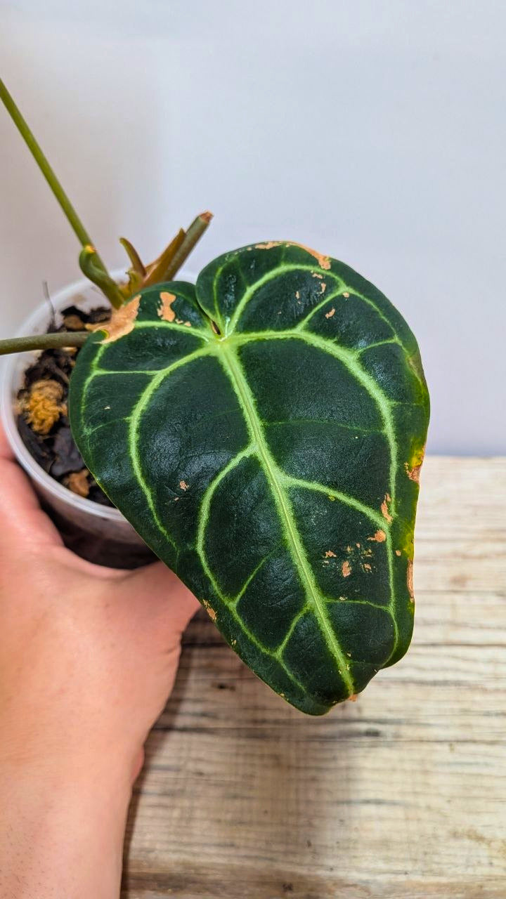 Anthurium Regale 1 - Adozione Speciale