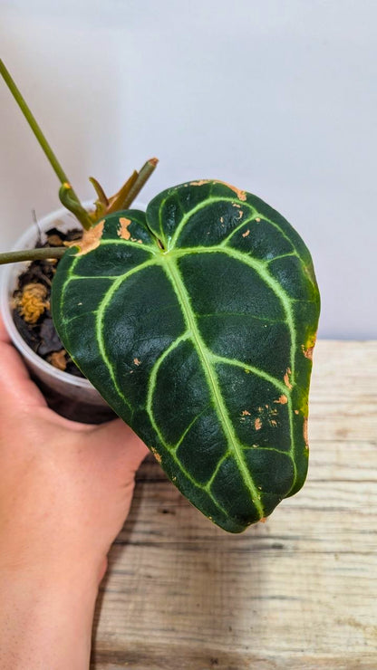 Anthurium Regale 1 - Adozione Speciale