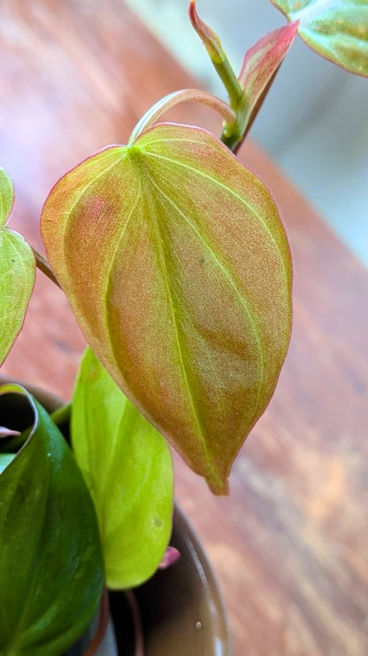 Philodendron micans | Idrocoltura – Esemplare 02