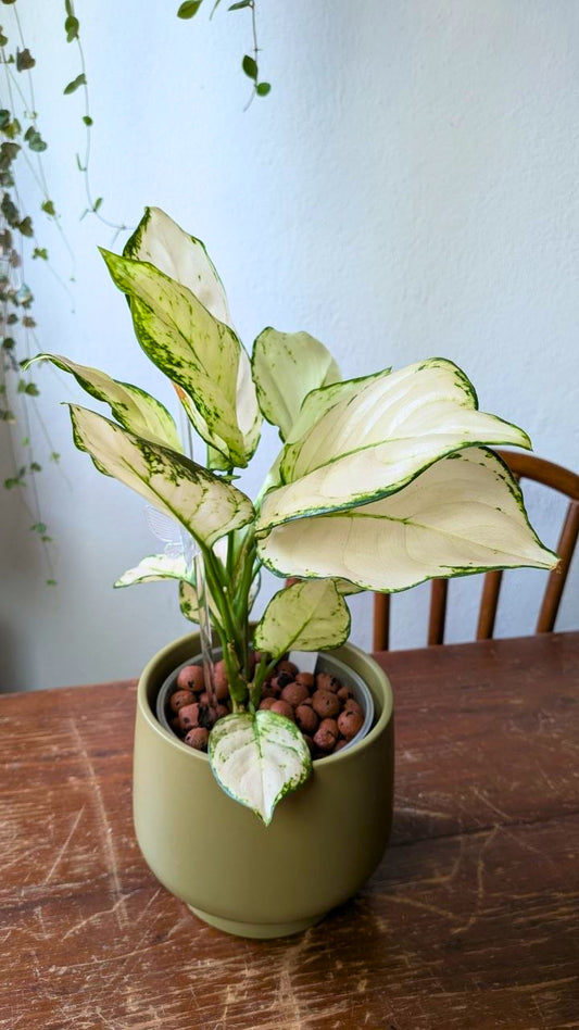 Aglaonema ‘White Joy’ | Pianta adattata all'idrocoltura