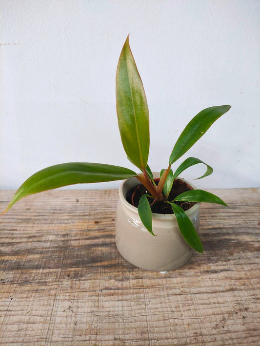 Philodendron Florida Bronze – Foglie bronzee e particolari