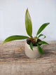 Philodendron Florida Bronze – Foglie Bronzee Particolari | Aracearium