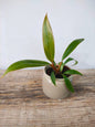 Philodendron Florida Bronze – Foglie bronzee e particolari