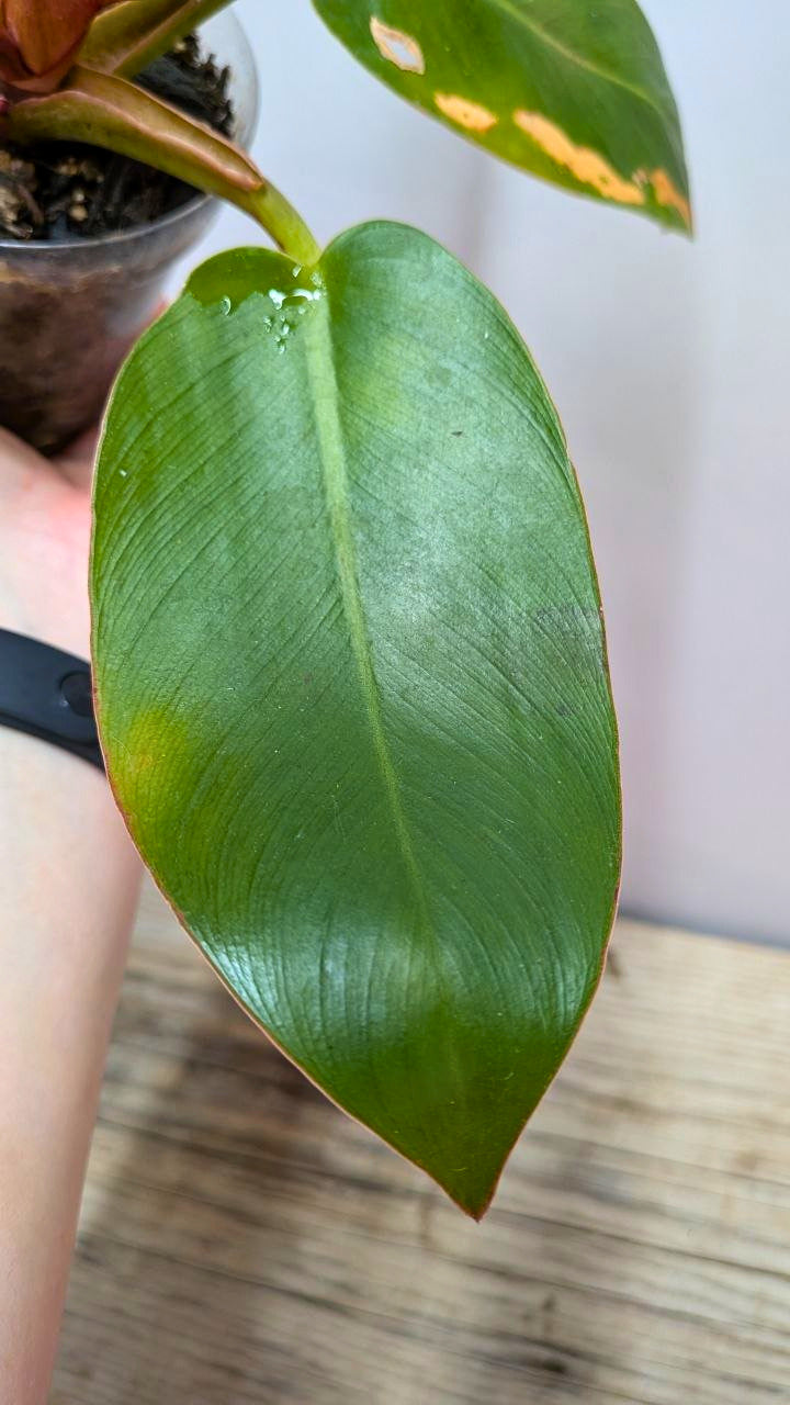 Philodendron Prince of Orange 2 - Adozione Speciale