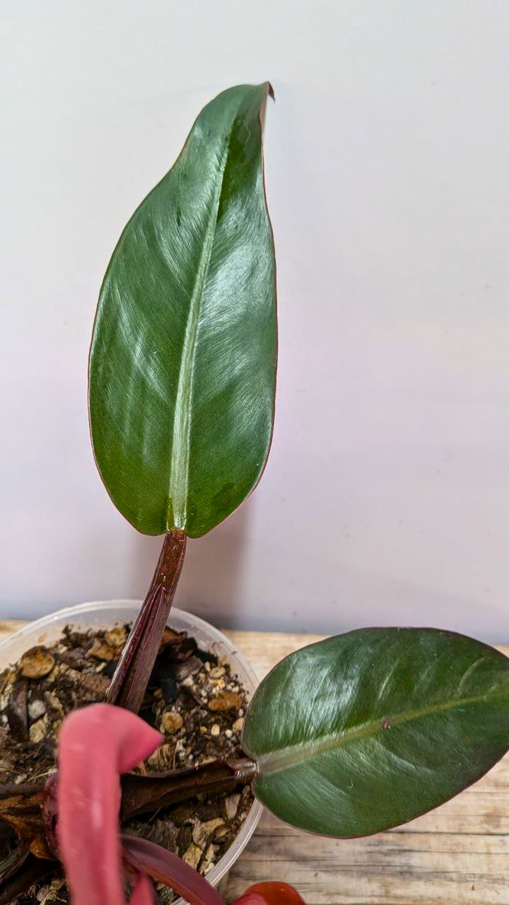 Philodendron Red Cherry 1 - Adozione Speciale