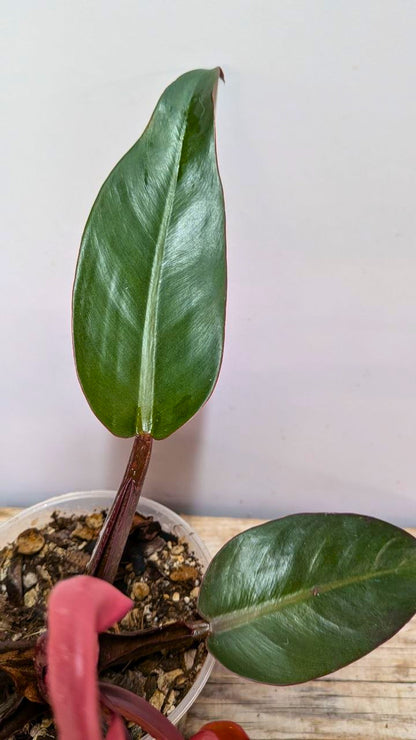 Philodendron Red Cherry 1 - Adozione Speciale