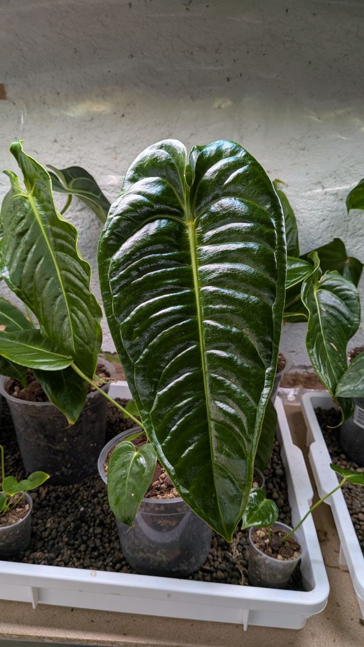 Anthurium Veitchii – Re Foglie Coste Eleganza Verticale | Aracearium