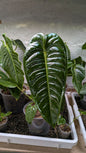 Anthurium Veitchii – Re Foglie Coste Eleganza Verticale | Aracearium