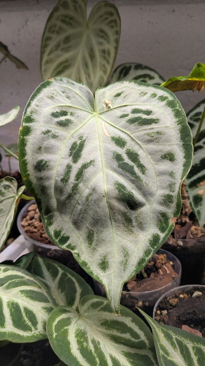 Anthurium Crystallinum Silver Blush – Eleganza Argentea | Aracearium