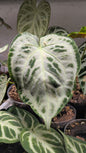 Anthurium Crystallinum Silver Blush – Eleganza Argentea | Aracearium