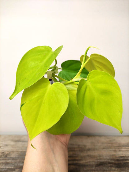 Philodendron Scandens Micans Lemon Lime – Baby Plant Luminosa e Preziosa