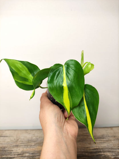 Philodendron Scandens Micans Brasil – Foglie Cuoriformi e Sfumature Tropicali