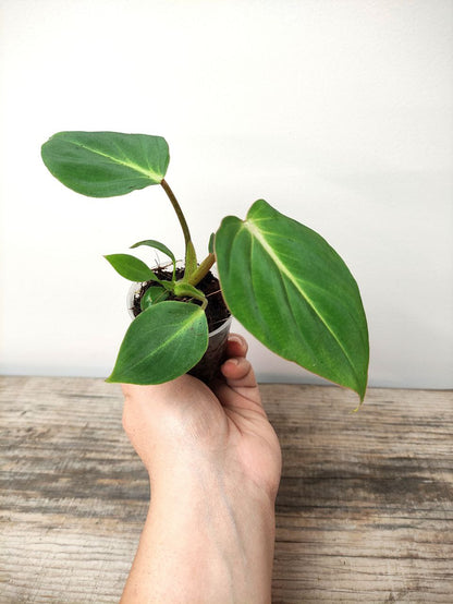 Philodendron Gloriosum – Il velluto verde che conquista ogni sguardo
