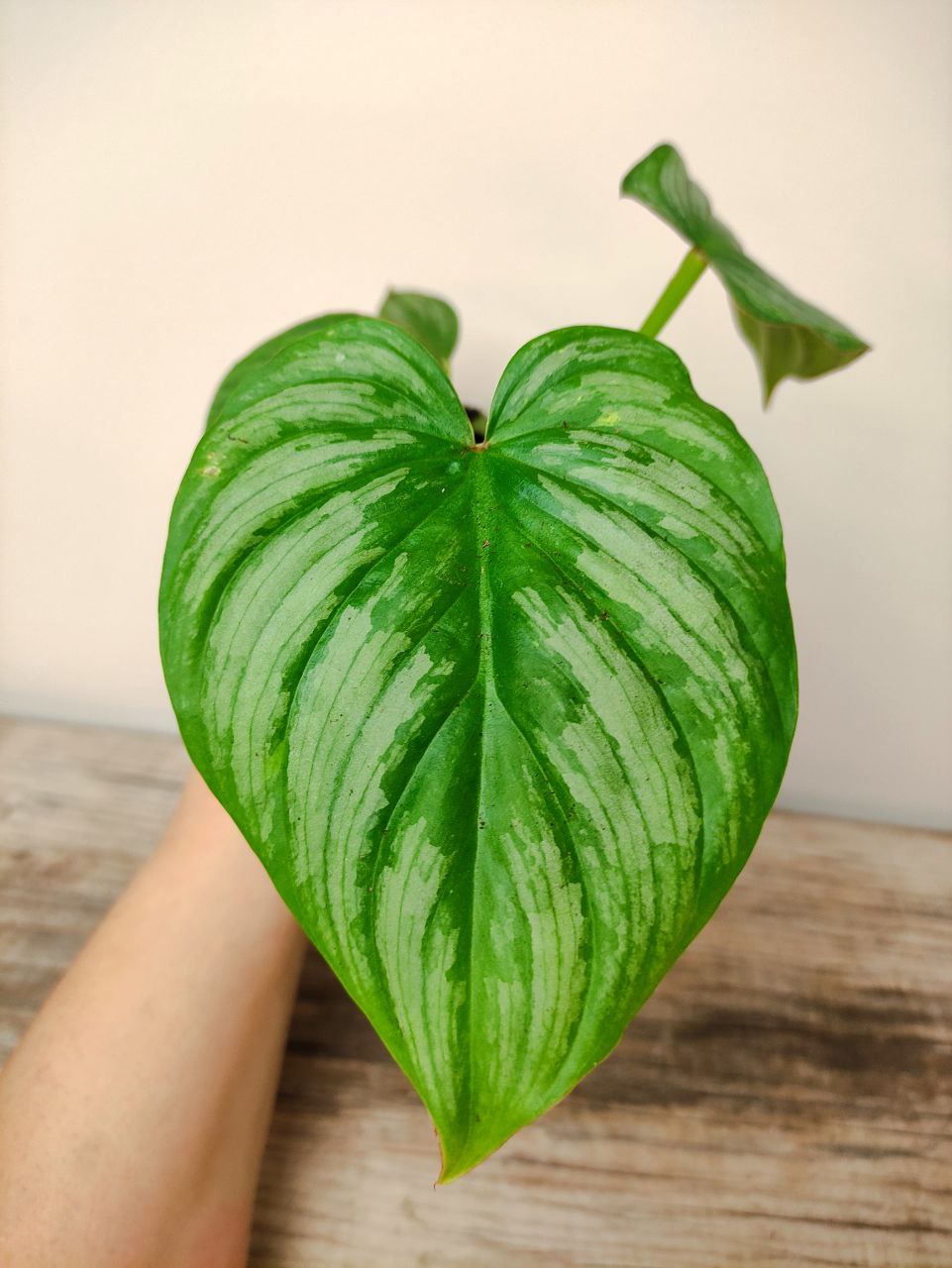 Philodendron Mamei – Baby Plant dal Tocco Elegante