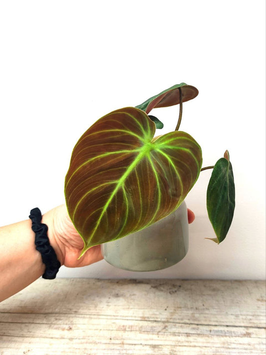 Philodendron El Choco Red – Baby Plant dallo Stile Esuberante