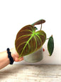 Philodendron El Choco Red – pianta  dallo Stile Esuberante